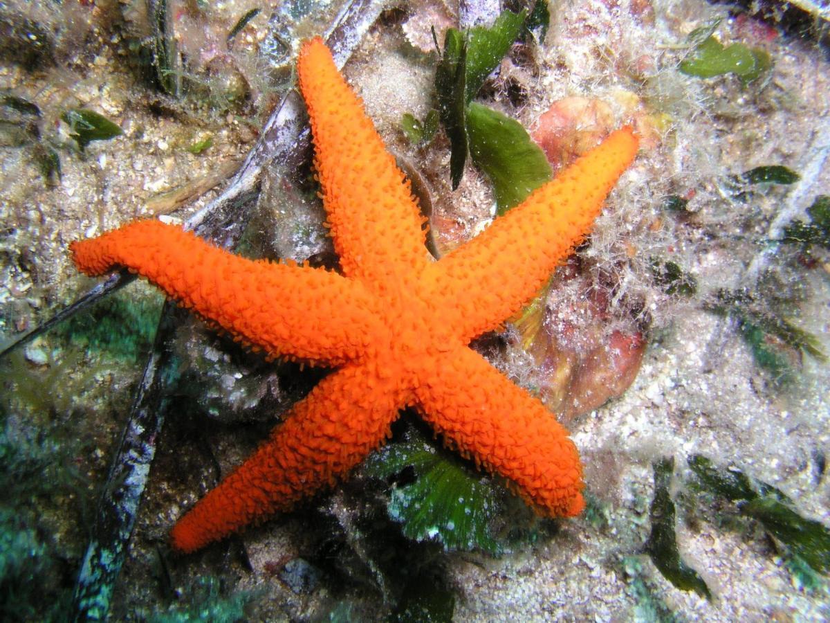 Thalassa Махдия Екстериор снимка